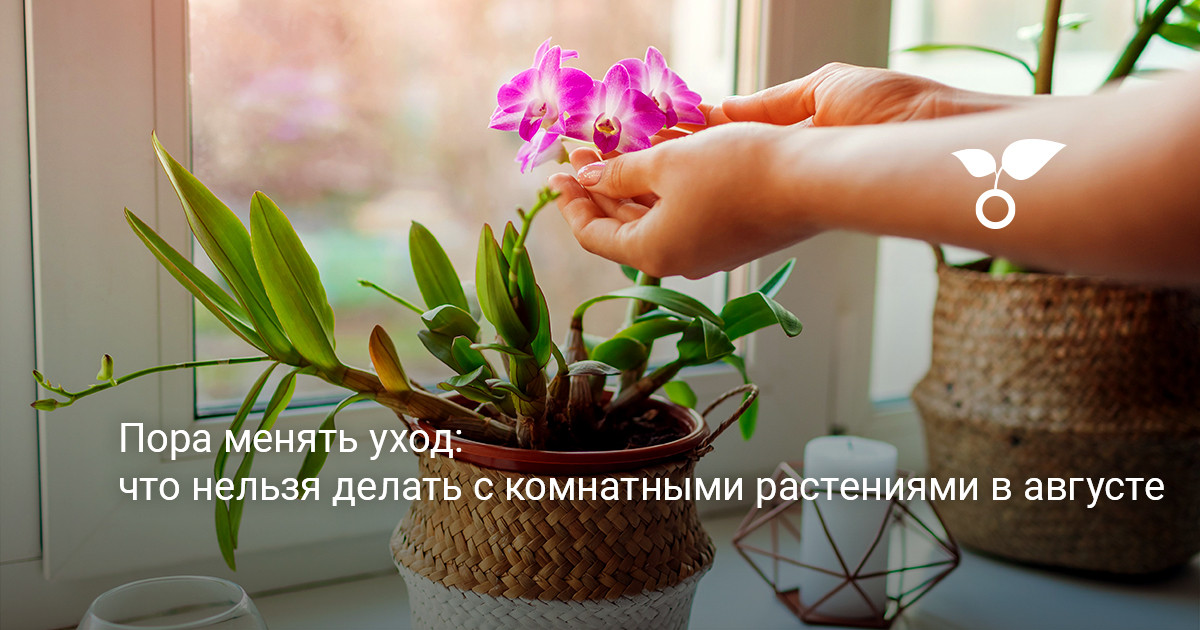 комнатные растения на подоконнике в августе