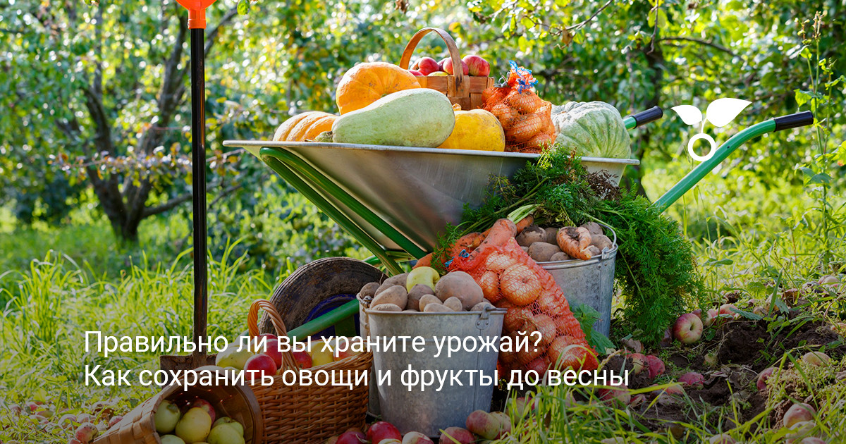 Общий вид собранного урожая овощей и фруктов