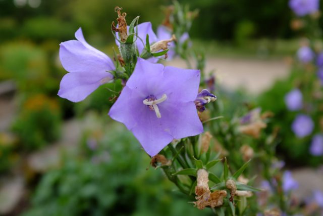 У колокольчиков зрелые семена высыпаются через небольшие отверстия в подсохших коробочках. Работать с ними лучше в безветренном месте, аккуратно переворачивая плоды над листом бумаги. У колокольчиков зрелые семена высыпаются через небольшие отверстия в подсохших коробочках. Работать с ними лучше в безветренном месте, аккуратно переворачивая плоды над листом бумаги.