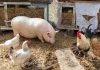 Соседи, запах и шум: как организовать своё подворье и не нажить проблем - Цветник и ландшафт Соседи, запах и шум: как организовать небольшое хозяйство и не нажить проблем
