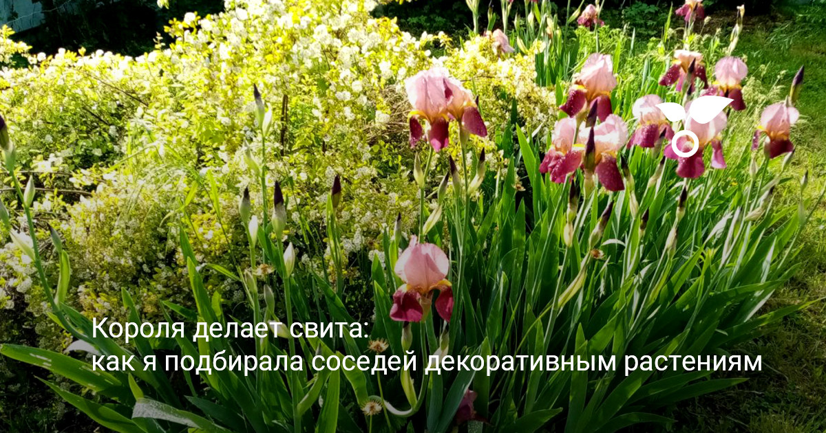 Спирея Вангутта пышный куст спиреи Вангутта в саду