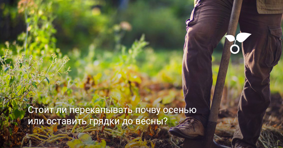 Осенняя перекопка грядок в саду и подготовка участка к зиме
