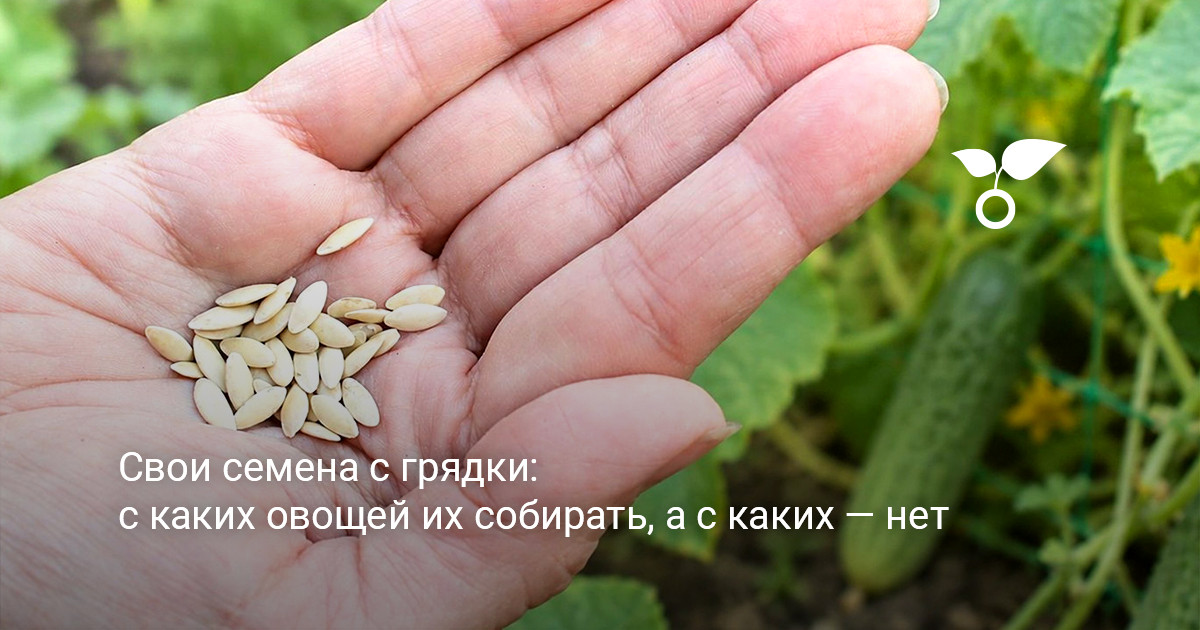 Сбор семян на огородном участке сбор семян с грядки различных огородных культур