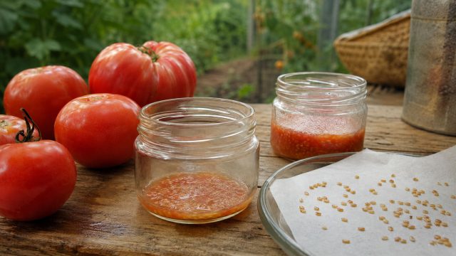 Томаты — одна из самых удобных культур для самостоятельной заготовки семян. Выбирайте полностью спелый плод типичной формы и размера, сбраживайте семена с мякотью пару дней, затем промывайте и сушите.
