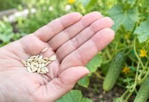 Свои семена с грядки: с каких овощей их собирать, а с каких — нет Свои семена с грядки: с каких овощей их собирать, а с каких — нет