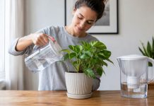 Вода из кондиционера, осушителя и фильтра: чем можно поливать цветы Вода из кондиционера, осушителя и фильтра: чем поливать цветы