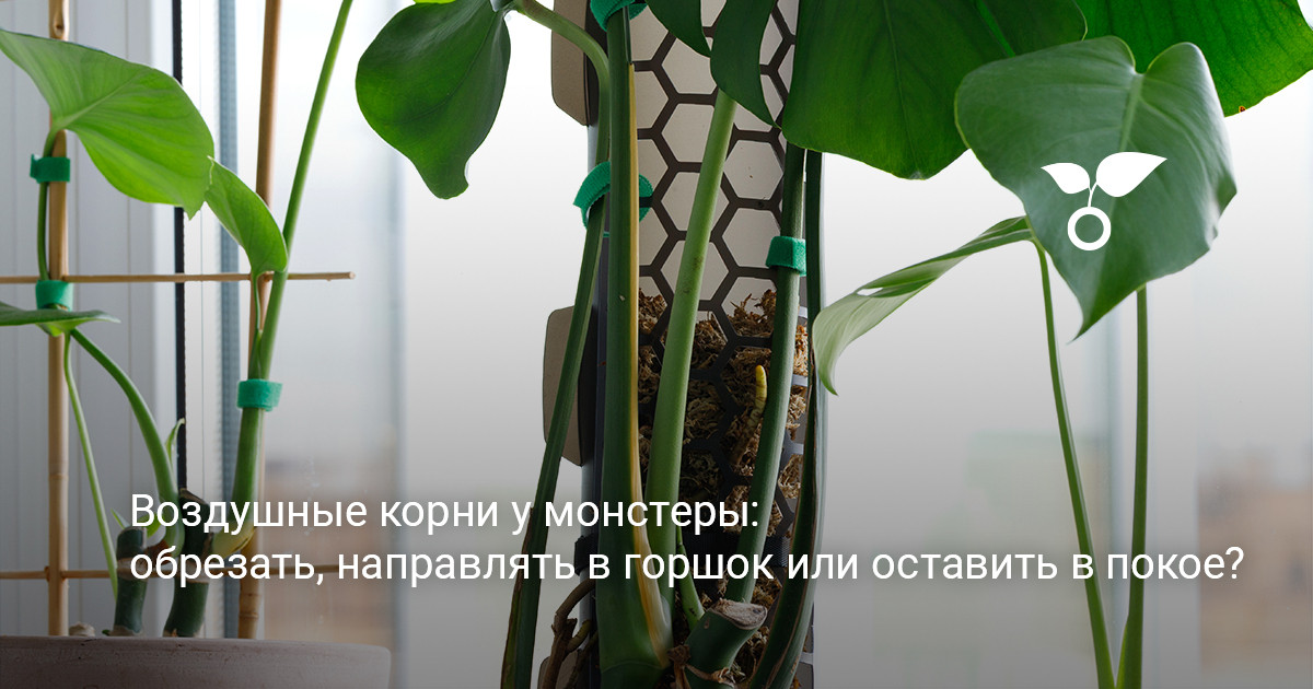 Здоровая монстера с крупными резными листьями и развитыми воздушными отростками в интерьере комнаты