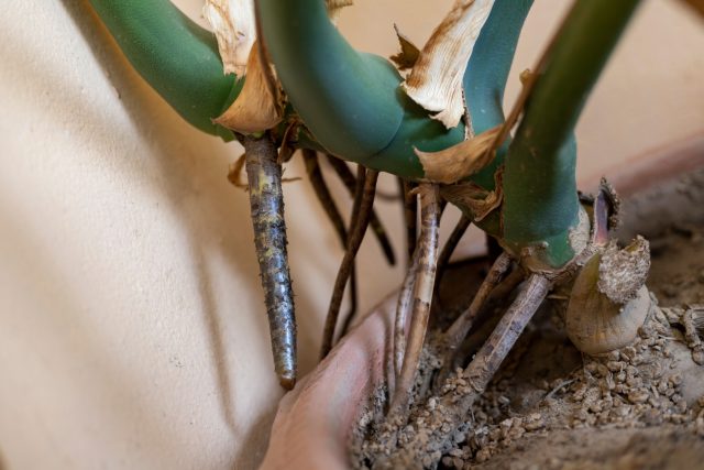 Воздушные корни формируются в узлах взрослого стебля и постепенно становятся жёсткими и коричневыми. Такой вид нормален: если корни не упираются в стену и не мешают уходу, их можно оставить без обрезки и дополнительного укоренения. Воздушные корни формируются в узлах взрослого стебля и постепенно становятся жёсткими и коричневыми. Такой вид нормален: если корни не упираются в стену и не мешают уходу, их можно оставить без обрезки и дополнительного укоренения.