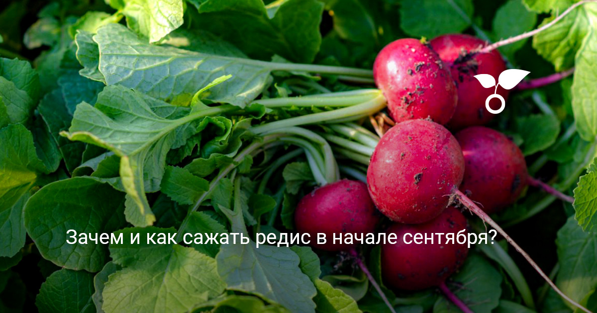 Свежий редис для осеннего посева Свежий сочный редис с зеленой ботвой на деревянном столе
