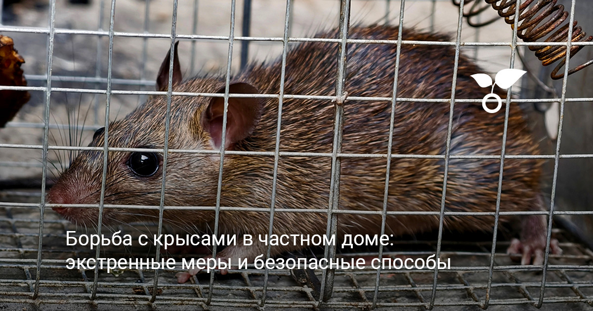 общий вид частного дома где могут завестись крысы