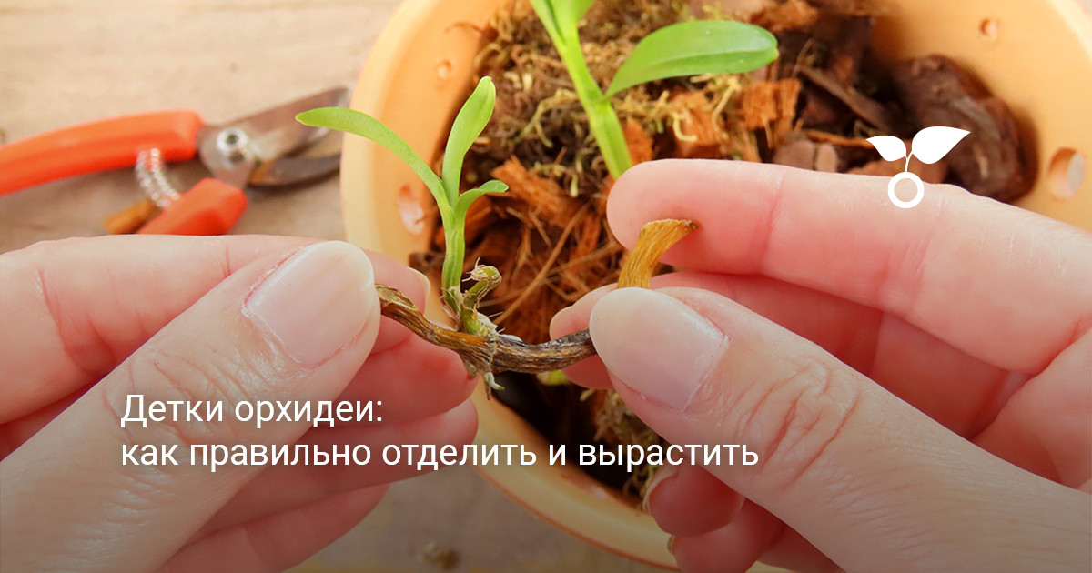 Взрослая орхидея с молодым отростком на цветоносе в светлой комнате