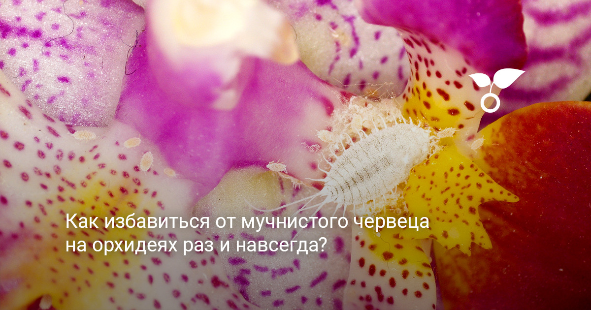 мучнистый червец на орхидеях крупным планом
