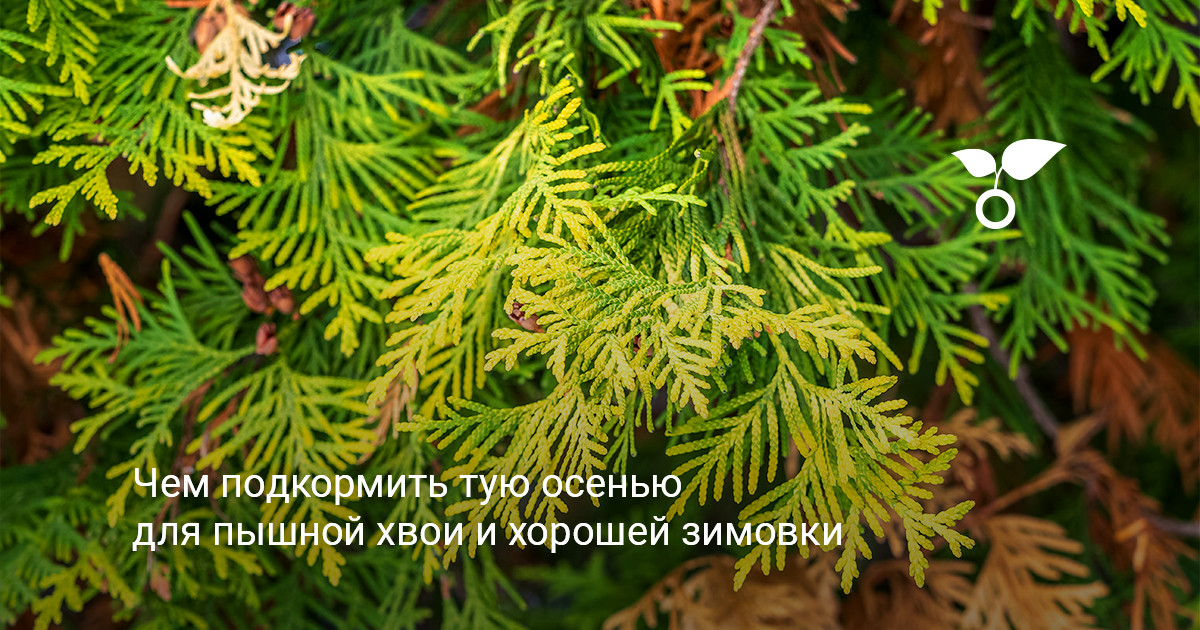 Ухоженная туя в саду осенью