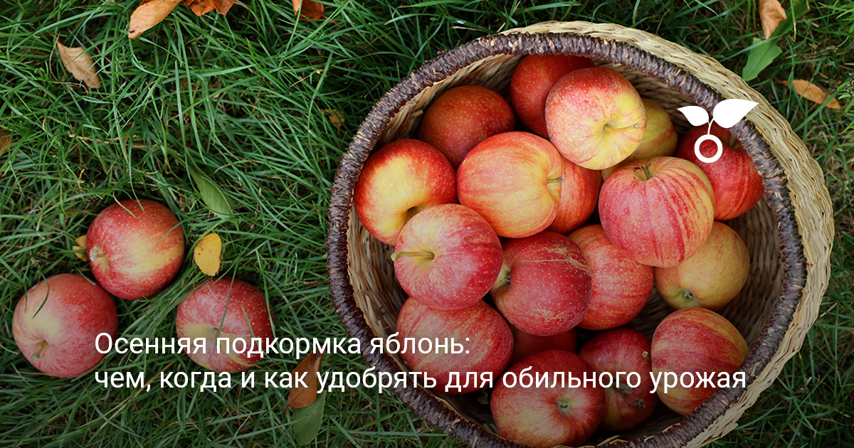 осенняя подкормка яблонь в плодовом саду