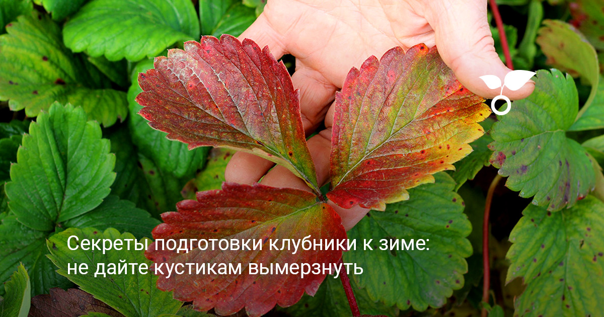Здоровые кусты клубники зеленые кусты садовой земляники на грядке в саду