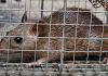 Борьба с крысами в частном доме: экстренные меры и безопасные способы