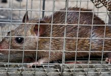 Борьба с крысами в частном доме: экстренные меры и безопасные способы Борьба с крысами в частном доме: экстренные меры и безопасные способы