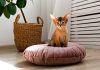 10 пород кошек, которые почти не линяют: меньше шерсти и уборки - Цветник и ландшафт Короткая шерсть сама по себе не обещает чистый диван: главный вклад в линьку вносят густота подшёрстка и строение покрова. Поэтому породу разумнее оценивать не по длине волоса, а по типу всей шубы.