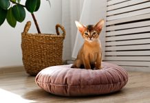 Короткая шерсть сама по себе не обещает чистый диван: главный вклад в линьку вносят густота подшёрстка и строение покрова. Поэтому породу разумнее оценивать не по длине волоса, а по типу всей шубы.