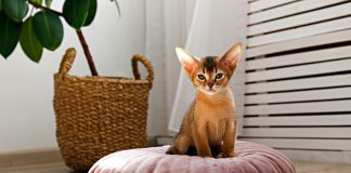 Короткая шерсть сама по себе не обещает чистый диван: главный вклад в линьку вносят густота подшёрстка и строение покрова. Поэтому породу разумнее оценивать не по длине волоса, а по типу всей шубы.
