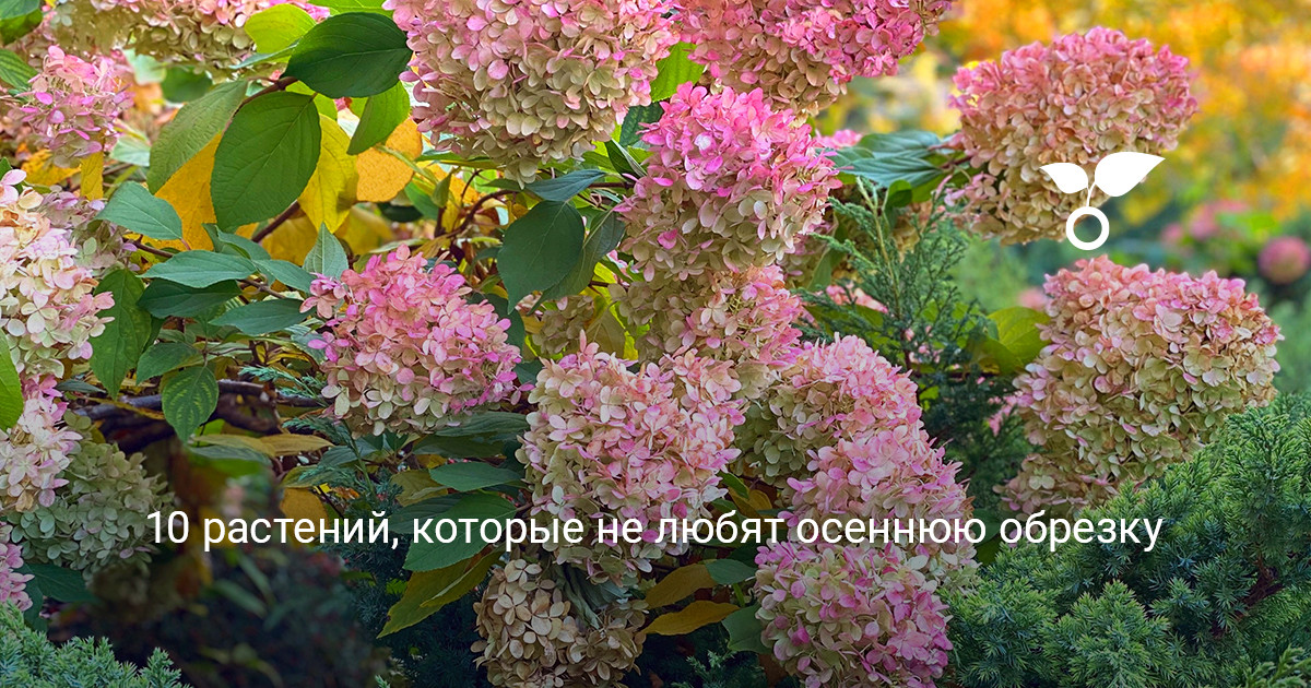 Осенняя обрезка кустарников осенняя обрезка декоративных кустарников в саду
