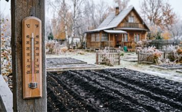 Подзимний посев: когда сеять, как готовить грядки и почему осенняя подкормка решает всё