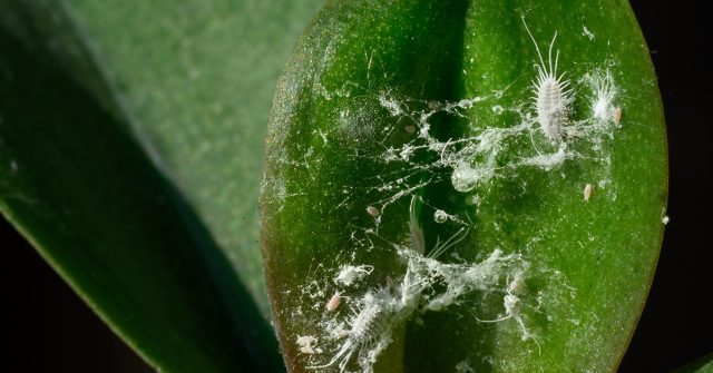 Помимо прямого вреда, червецы загрязняют листья сладкими выделениями и восковыми веществами, а также способствуют заносу возбудителей различных болезней Помимо прямого вреда, червецы загрязняют листья сладкими выделениями и восковыми веществами, а также способствуют заносу возбудителей различных болезней