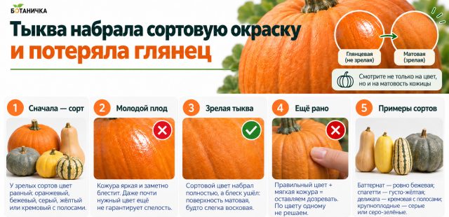 Окраска зрелой тыквы зависит от сорта, поэтому ориентироваться только на привычный оранжевый цвет нельзя. Более универсальный сигнал — исчезновение глянца: кожура становится матовой и словно покрытой воском. Окраска зрелой тыквы зависит от сорта, поэтому ориентироваться только на привычный оранжевый цвет нельзя. Более универсальный сигнал — исчезновение глянца: кожура становится матовой и словно покрытой воском.