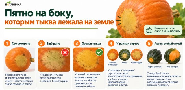 Пятно, которым тыква лежала на земле, тоже подсказывает степень зрелости. У большинства сортов оно меняется с белёсого или зеленоватого на кремовое, жёлтое или оранжевое по мере вызревания плода. Пятно, которым тыква лежала на земле, тоже подсказывает степень зрелости. У большинства сортов оно меняется с белёсого или зеленоватого на кремовое, жёлтое или оранжевое по мере вызревания плода.