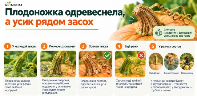 По мере созревания плодоножка грубеет, буреет и становится похожей на пробку, а ближайший к плоду усик засыхает. Но надёжнее оценивать эти признаки вместе с твёрдостью кожуры, а не по отдельности. По мере созревания плодоножка грубеет, буреет и становится похожей на пробку, а ближайший к плоду усик засыхает. Но надёжнее оценивать эти признаки вместе с твёрдостью кожуры, а не по отдельности.