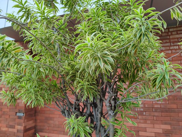 Взрослая пестролистная драцена (возможно, вид Dracaena reflexa), сформировавшая густой древовидный куст. В природе такие экземпляры активно ветвятся, создавая пышную крону, недостижимую в тесном горшке. Взрослая пестролистная драцена (возможно, вид Dracaena reflexa), сформировавшая густой древовидный куст. В природе такие экземпляры активно ветвятся, создавая пышную крону, недостижимую в тесном горшке.