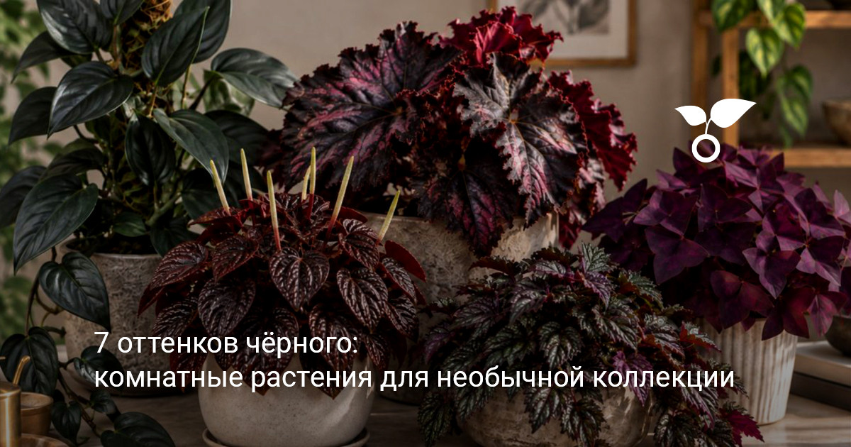 Комнатные растения с тёмными листьями коллекция комнатных растений с тёмными листьями в интерьере