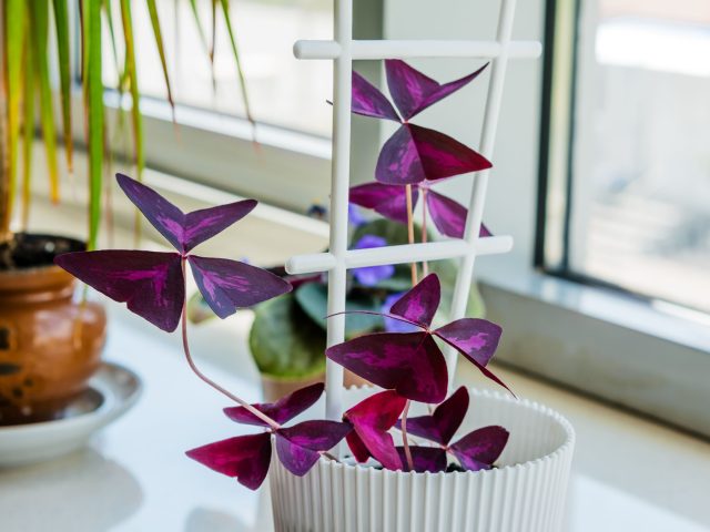 Кислица треугольная (Oxalis triangularis) Кислица треугольная (Oxalis triangularis)