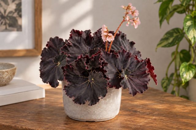 Бегония королевская «Дарк Мамбо» (Begonia rex ‘Dark Mambo’) Бегония королевская «Дарк Мамбо» (Begonia rex ‘Dark Mambo’)