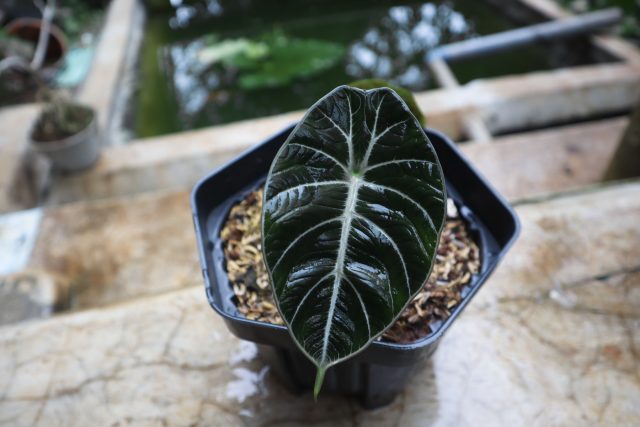 Алоказия «Блэк Вельвет» (Alocasia reginula ‘Black Velvet’) Алоказия «Блэк Вельвет» (Alocasia reginula ‘Black Velvet’)