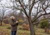7 проблем плодового сада, которые проще заметить осенью - Цветник и ландшафт После листопада крона просматривается насквозь, поэтому осенью удобно оценить дерево целиком. Сначала отмечают подозрительные места и фотографируют их, а уже затем решают, требуется ли вмешательство.