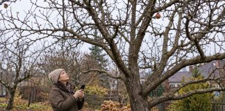 После листопада крона просматривается насквозь, поэтому осенью удобно оценить дерево целиком. Сначала отмечают подозрительные места и фотографируют их, а уже затем решают, требуется ли вмешательство.