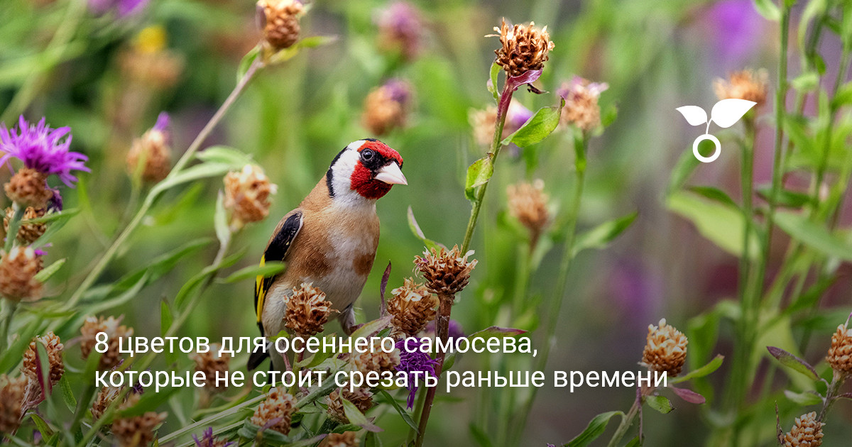 Осенний цветник перед сбором семян Засохшие стебли и семенники цветов на клумбе осенью