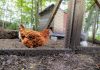 Безопасный выгул для птицы и животных: как защитить от собак, лис, крыс и хищных птиц - Лучшее Надёжный выгул начинается не с высоты ограды, а с непрерывного защищённого контура: прочная сетка, закрытый верх, закреплённый нижний край и исправная калитка должны работать как единая система.