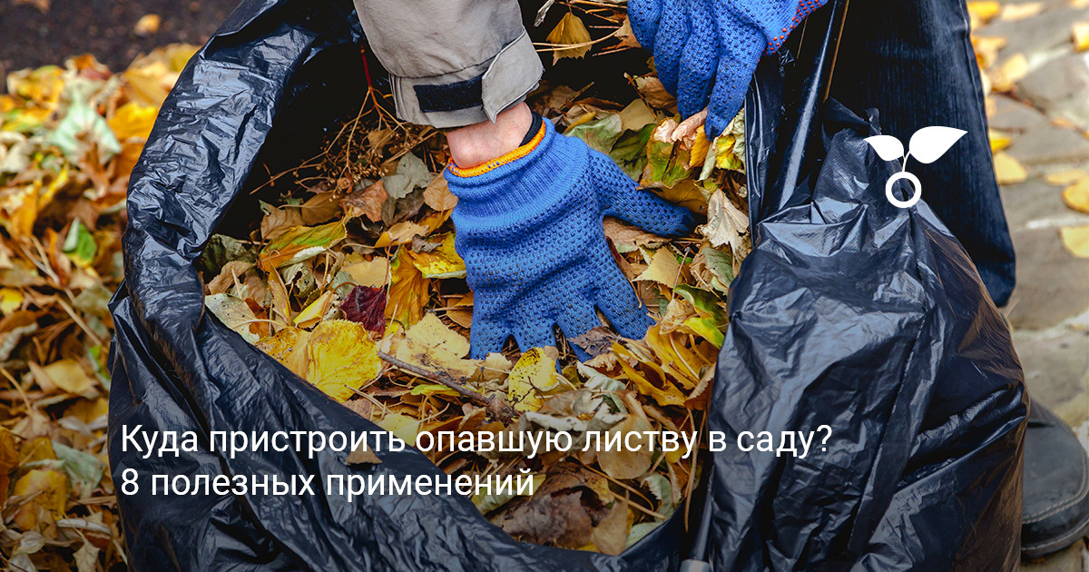 Опавшая листва в саду осенью Осенний сад, усыпанный опавшей листвой под деревьями