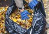 Куда пристроить опавшую листву в саду? 8 полезных применений