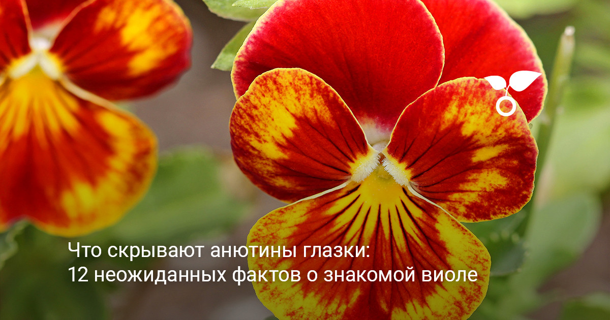 яркие цветки анютиных глазок на клумбе в саду