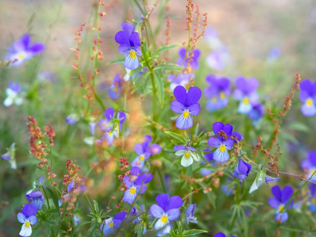 Дикая Viola tricolor заметно мельче садовых форм и выглядит скромнее. Именно такие природные виды стали исходным материалом для селекции крупноцветковых анютиных глазок в XIX веке. Ф Дикая Viola tricolor заметно мельче садовых форм и выглядит скромнее. Именно такие природные виды стали исходным материалом для селекции крупноцветковых анютиных глазок в XIX веке. Ф