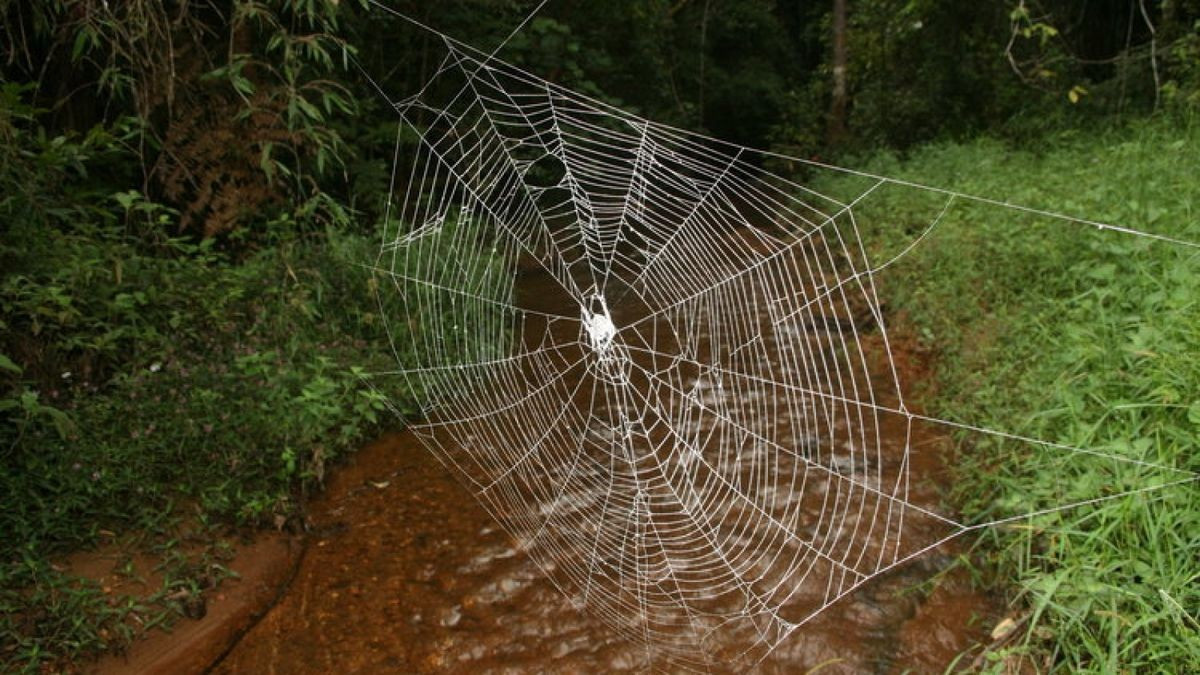 Паук Дарвина (Caerostris darwini) строит самые большие из известных паутин