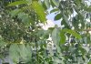 Помогите опознать орех