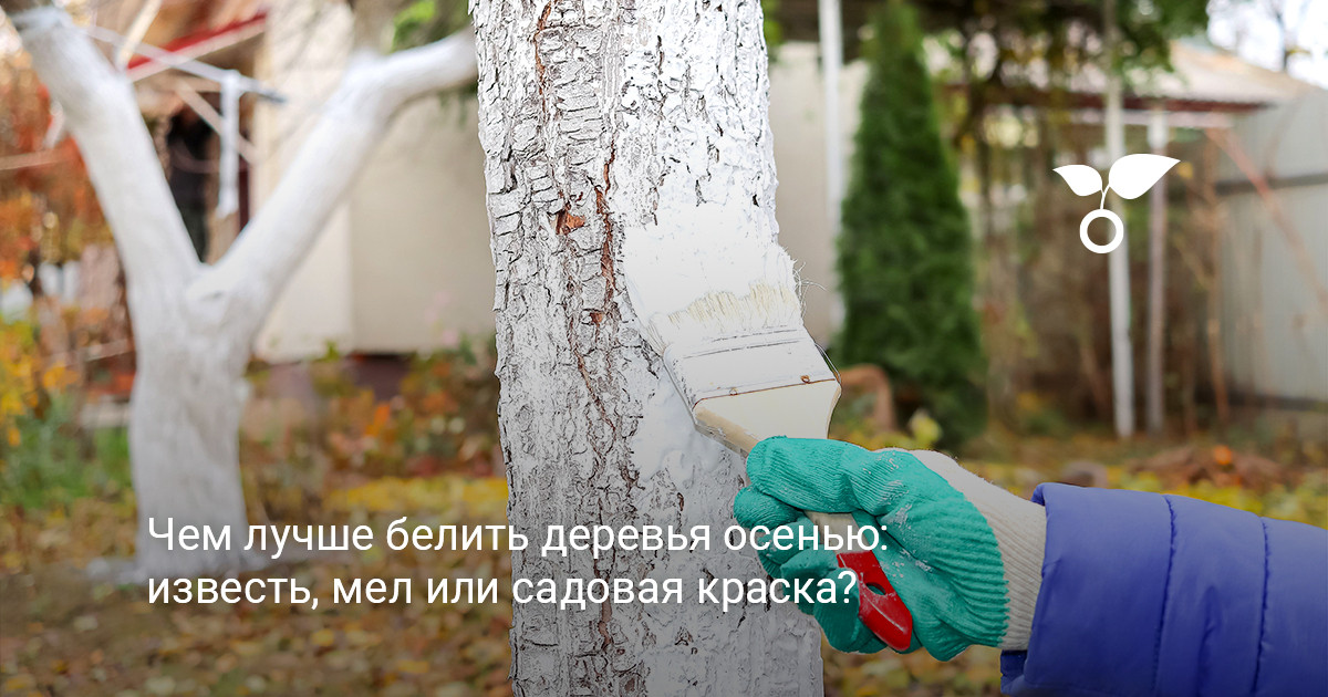 Общий вид осеннего сада с побеленными плодовыми деревьями