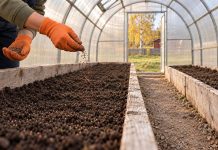 4 этапа спасения теплицы после фитофторы: что успеть сделать? Как и чем обрабатывать теплицу после фитофторы осенью?