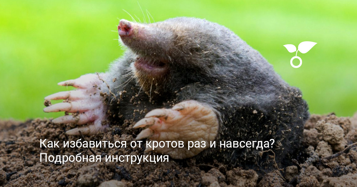 кротиные холмики на газоне и методы борьбы с ними