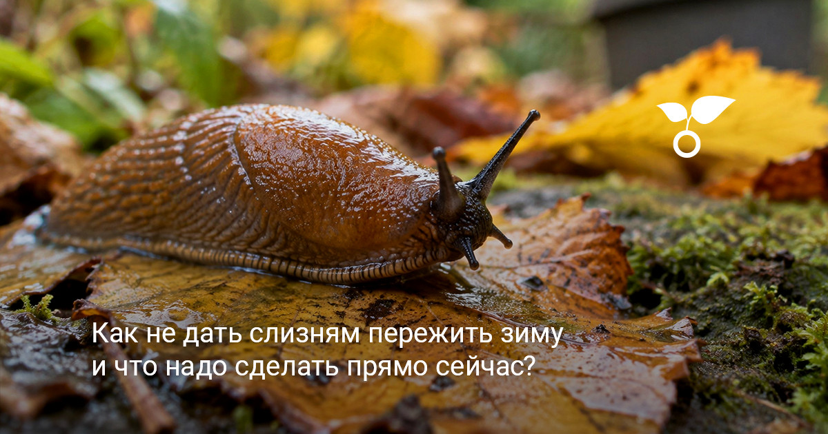 Осенний сад, подготовка участка к зиме