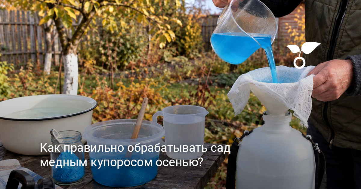 Осеннее опрыскивание плодового дерева раствором медного купороса